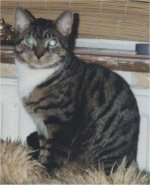 Seid dem 25.11.04 vermissen wir unseren Kater Juri.Er ist 3 Jahre alt, braun getigert,mit cremefarbener Brust.Er ist sehr schlau und kennt  sich gut aus in seiner Umgebung.Normalerweise bleibt er nicht länger  als einen Tag von Zuhause weg.Wir vermissen ihn sehr .