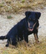 Deutscher Jagdterrier Rauhaar Rüde.Hört auf den Namen Moritz Trägt rotes Signalhalsband. 