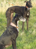 Ostern 2007 ist meine Galgo Hündin entlaufen  ( auf die Umstände gehe ich hier nicht drauf ein- es sei denn Erwünscht) ich hatte sie erst knapp 3 Wochen und sie hatte noch panische Angst vor Menschen. Informiert wurde:Polizei, Tierheim,Tasso, Feuerwehr, Bauhof,  Ortsansässige, Vorbesitzer, Tierschutzverein, Hundeschutzstaffel,  Tierärzte, umliegende Bauern, Jäger, Pfadfinder... Unternommen wurde: Futterplätze, Nachtwachen, Schlaftabletten,  Aufbau von Gehege, Ausgänge von Höfen und Reitställen geschlossen.  Natürlich nur wo sie gesichtet wurde. Flugblätter verteilt. Hatte auch einen Tierarzt gefunden, der mit einem Betäubungsgewehr  schießen durfte und konnte aber 1. hatte er nie Zeit und 2. ist  das bei einem sehr dünnen Hund sehr gefährlich, denn so nah kommt  man ja nicht an ihn Herran. Habe auch mit dem Zoo tel um mir eine  Falle zu besorgen, wurde aber nur ausgelacht; es würde sich  schließlich um einen Hund und nicht um ein Wildtier handeln  Seid langem (Monaten) wurde sie nicht mehr gesehen, ich habe  also nicht die geringste Ahnung in welcher Umgebung sie sich  befindet. Windhunde wandern ja bekanntlich.  Meine Frage: Was kann man noch machen?  Liebe Grüsse Nicole